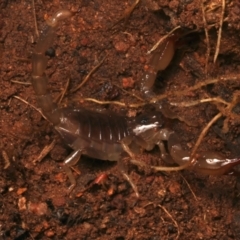 Urodacus manicatus at Mount Ainslie - 17 Jun 2024 03:56 PM