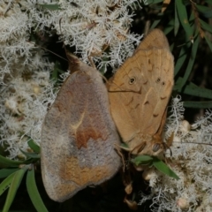 Heteronympha merope (Common Brown Butterfly) at WendyM's farm at Freshwater Ck. - 1 Jan 2023 by WendyEM