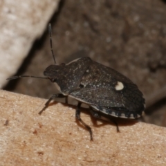 Dictyotus conspicuus (A shield or stink bug) at WendyM's farm at Freshwater Ck. - 30 Jan 2023 by WendyEM