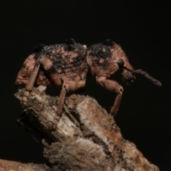 Aades cultratus (Weevil) at WendyM's farm at Freshwater Ck. - 30 Jan 2023 by WendyEM