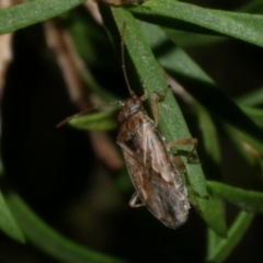 Unidentified Other true bug at WendyM's farm at Freshwater Ck. - 26 Jan 2023 by WendyEM