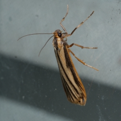 Phaeophlebosia furcifera (Forked Footman) at WendyM's farm at Freshwater Ck. - 26 Jan 2023 by WendyEM