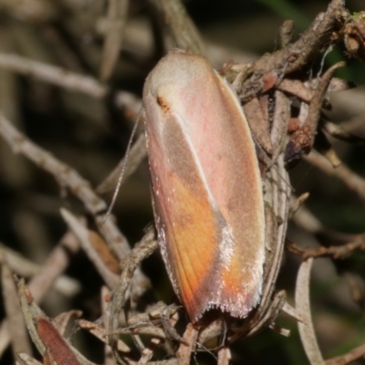 Ptyoptila matutinella (Wingia Group) at WendyM's farm at Freshwater Ck. - 26 Jan 2023 by WendyEM