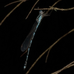 Austrolestes leda at WendyM's farm at Freshwater Ck. - 6 Jan 2023 by WendyEM