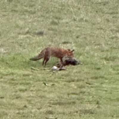 Vulpes vulpes (Red Fox) at Kangaroo Valley, NSW - 18 Jun 2024 by lbradley