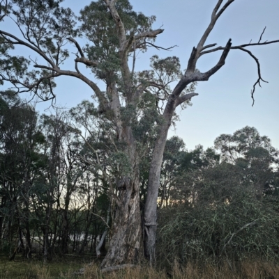 Eucalyptus melliodora (Yellow Box) at Taylor, ACT - 18 Jun 2024 by Jiggy