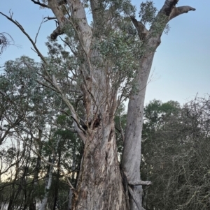 Eucalyptus melliodora at Taylor, ACT - 18 Jun 2024 07:11 AM