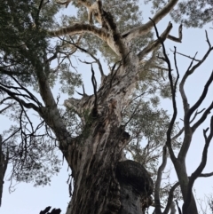 Eucalyptus melliodora at Taylor, ACT - 18 Jun 2024 07:11 AM