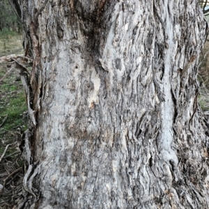 Eucalyptus melliodora at Taylor, ACT - 18 Jun 2024 07:11 AM