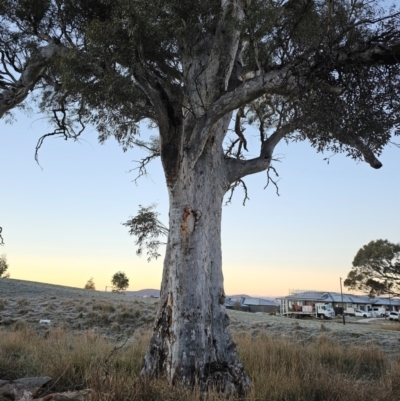 Eucalyptus mannifera subsp. mannifera (Brittle Gum) at Taylor, ACT - 18 Jun 2024 by Jiggy