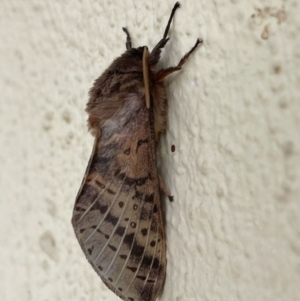 Oxycanus (genus) at Kambah, ACT - 18 Jun 2024 09:13 AM