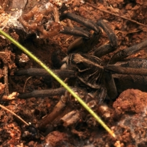 Tasmanicosa sp. (genus) at Mount Ainslie - 17 Jun 2024 03:55 PM