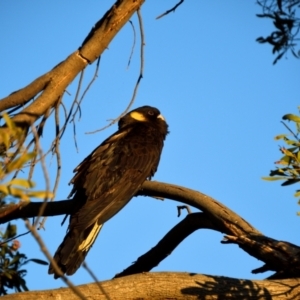 Zanda funerea at Jerrabomberra Wetlands - 26 Jun 2020 04:23 PM