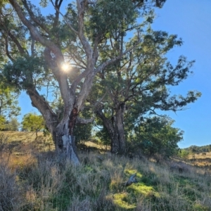 Eucalyptus bridgesiana at Taylor, ACT - 18 Jun 2024