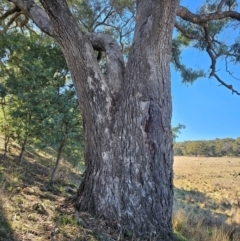 Eucalyptus bridgesiana at Taylor, ACT - 18 Jun 2024 11:01 AM