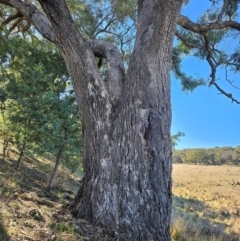 Eucalyptus bridgesiana at Taylor, ACT - 18 Jun 2024