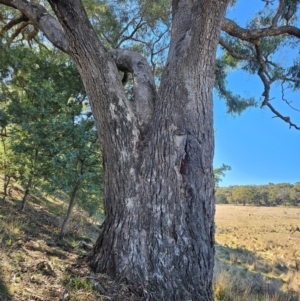 Eucalyptus bridgesiana at Taylor, ACT - 18 Jun 2024 11:01 AM