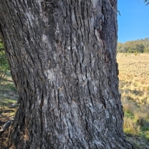 Eucalyptus bridgesiana at Taylor, ACT - 18 Jun 2024