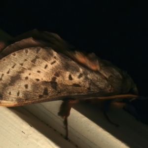 Oxycanus silvanus at Ainslie, ACT - 11 Jun 2024 10:17 PM