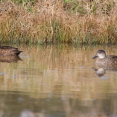 Anas gracilis (Grey Teal) at Tuggeranong Homestead A.C.T. - 18 Jun 2024 by MB