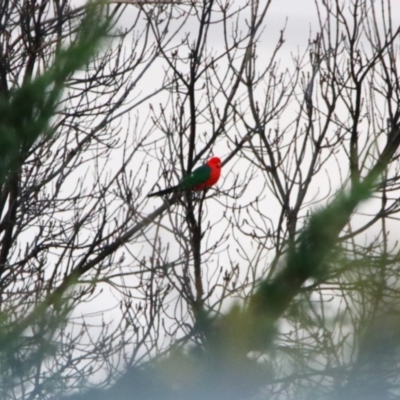 Alisterus scapularis (Australian King-Parrot) at Richardson, ACT - 15 Jun 2024 by MB