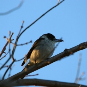 Cracticus torquatus at Richardson, ACT - 12 Jun 2024