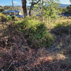 Billardiera heterophylla (Western Australian Bluebell Creeper) at Farrer Ridge - 18 Jun 2024 by julielindner