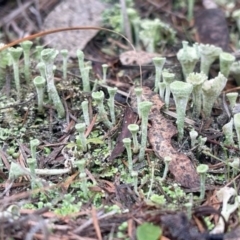 Cladonia sp. (genus) (Cup Lichen) at Kambah Pool - 18 Jun 2024 by LinePerrins