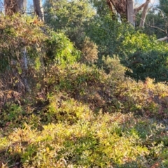 Lonicera japonica (Japanese Honeysuckle) at Farrer Ridge - 18 Jun 2024 by julielindner