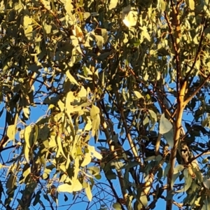 Eucalyptus bridgesiana at Mount Mugga Mugga - 18 Jun 2024