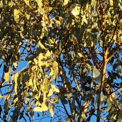 Eucalyptus bridgesiana (Apple Box) at Mount Mugga Mugga - 18 Jun 2024 by Mike