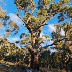 Eucalyptus bridgesiana at Mount Mugga Mugga - 18 Jun 2024 04:25 PM