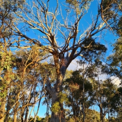 Eucalyptus bridgesiana (Apple Box) at Mount Mugga Mugga - 18 Jun 2024 by Mike