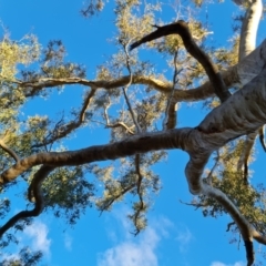 Eucalyptus rossii (Inland Scribbly Gum) at Mount Mugga Mugga - 18 Jun 2024 by Mike