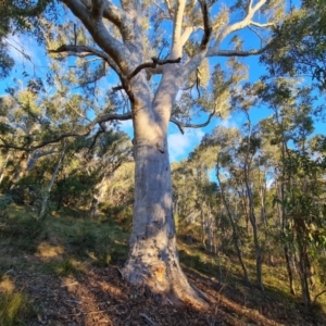 Eucalyptus rossii at Mount Mugga Mugga - 18 Jun 2024