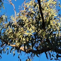 Eucalyptus rossii at Mount Mugga Mugga - 18 Jun 2024