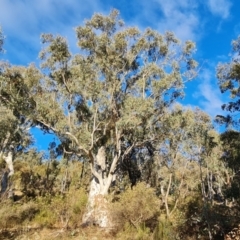 Eucalyptus rossii (Inland Scribbly Gum) at Mount Mugga Mugga - 18 Jun 2024 by Mike