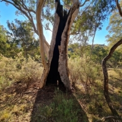 Eucalyptus rossii at Mount Mugga Mugga - 18 Jun 2024