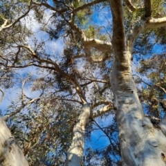 Eucalyptus rossii at Mount Mugga Mugga - 18 Jun 2024 03:46 PM