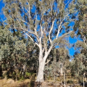 Eucalyptus blakelyi at Mount Mugga Mugga - 18 Jun 2024