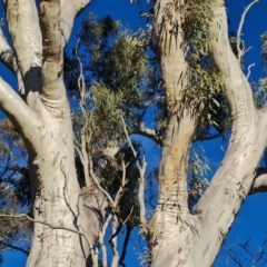 Eucalyptus blakelyi at Mount Mugga Mugga - 18 Jun 2024