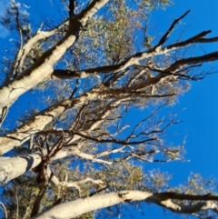 Eucalyptus rossii (Inland Scribbly Gum) at Mount Mugga Mugga - 18 Jun 2024 by Mike