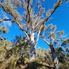 Eucalyptus rossii at Mount Mugga Mugga - 18 Jun 2024