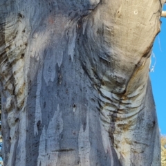 Eucalyptus rossii at Mount Mugga Mugga - 18 Jun 2024