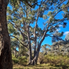 Eucalyptus bridgesiana at Mount Mugga Mugga - 18 Jun 2024 03:13 PM