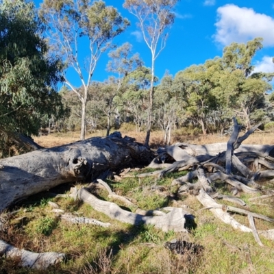 Eucalyptus (genus) (A Gum Tree) at Mount Mugga Mugga - 18 Jun 2024 by Mike