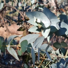 Eucalyptus cinerea (Argyle Apple) at O'Malley, ACT - 18 Jun 2024 by Mike