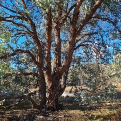 Eucalyptus cinerea at O'Malley, ACT - 18 Jun 2024 02:51 PM