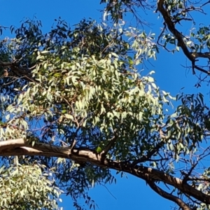 Eucalyptus melliodora at Mount Mugga Mugga - 18 Jun 2024 02:30 PM