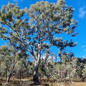 Eucalyptus melliodora at Mount Mugga Mugga - 18 Jun 2024